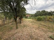 Casă în Cricău cu 1.375 mp teren, anexe, utilități, vie și livadă - Oportunitate - 6