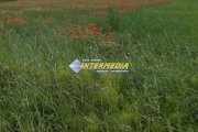 Teren intravilan  600 mp  - 1800 mp zona Valea Popi