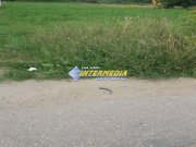 Vanzare Teren Intravilan 1638 mp. in Alba Paclisa cu deschidere 15 m