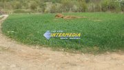 De la 500 mp. Teren Intravilan de vanzare zona Valea Popii