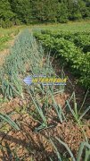 Teren intravilan 1000 mp in Ampoita cu apa si curent in fata