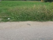 Teren intravilan 5000 mp de vanzare pe soseaua de Centura Alba Iulia - 4