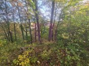 Teren intravilan de vanzare in Telega - 5
