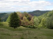 Teren intravilan de vanzare in Telega - 9